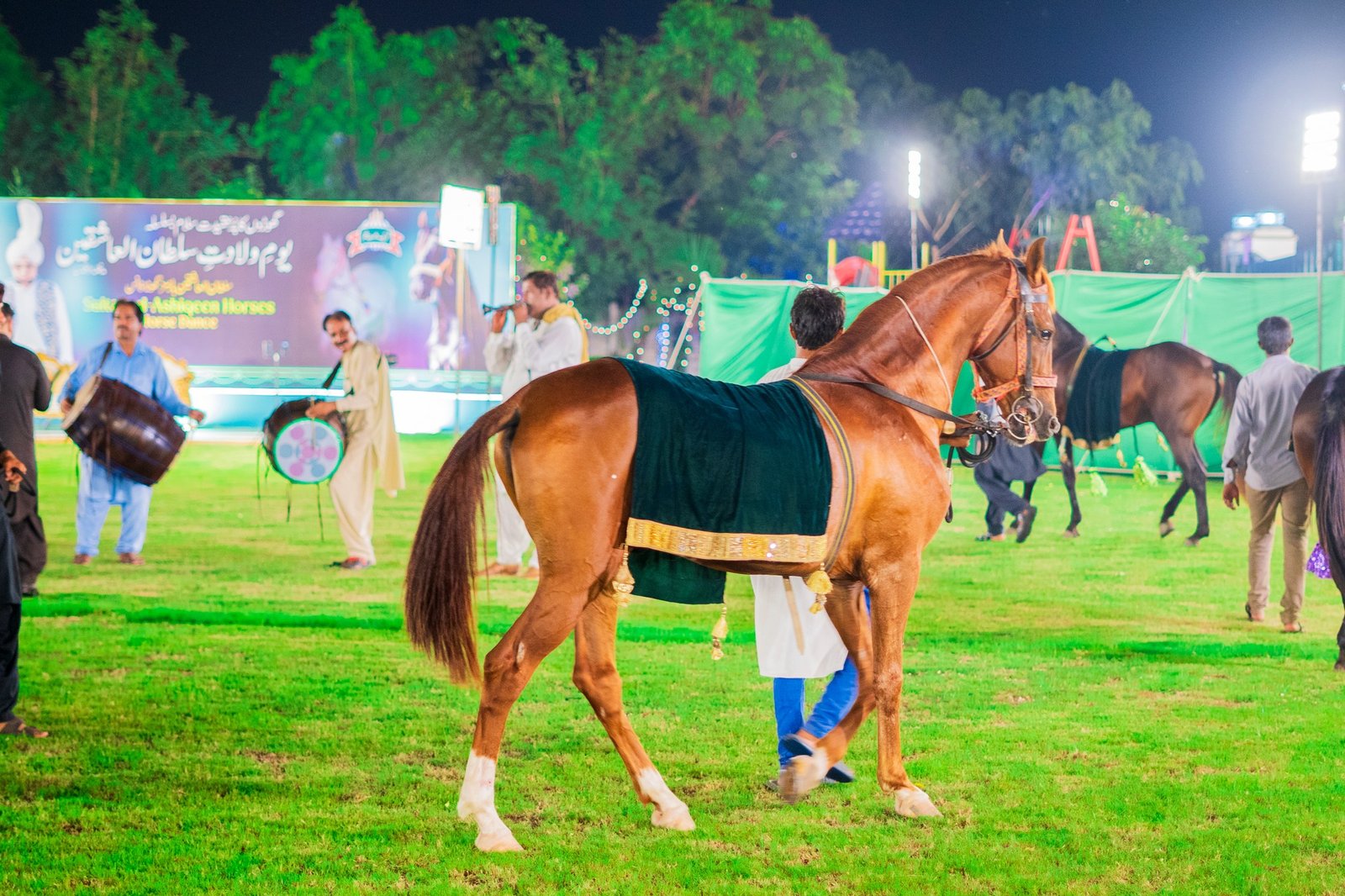 Sher Dil - The Courageous Horse