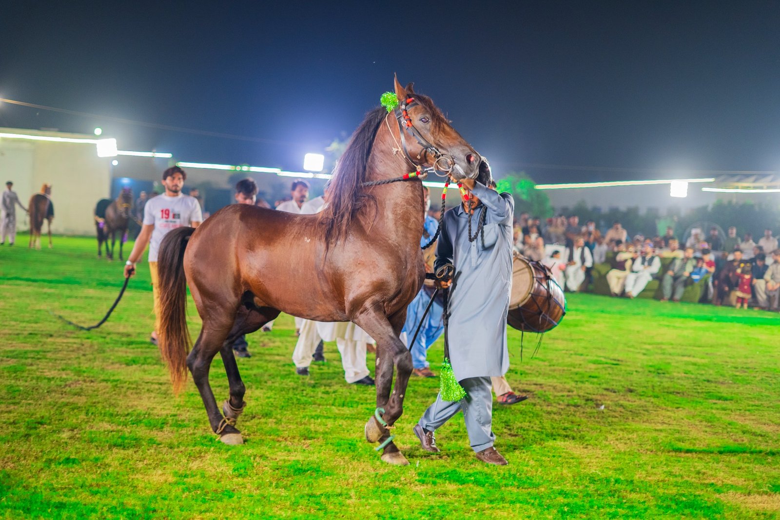 Kabootra - The Noble Horse