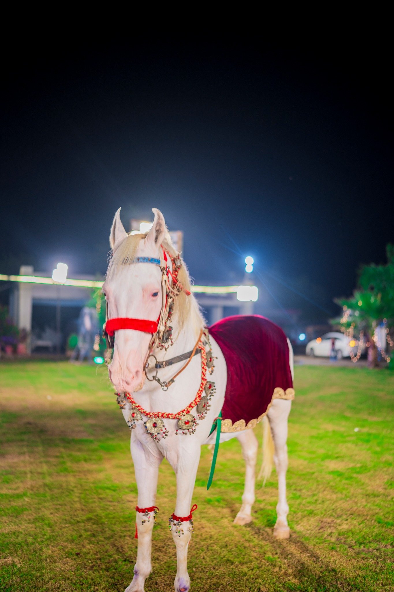 Chan - The White Beauty