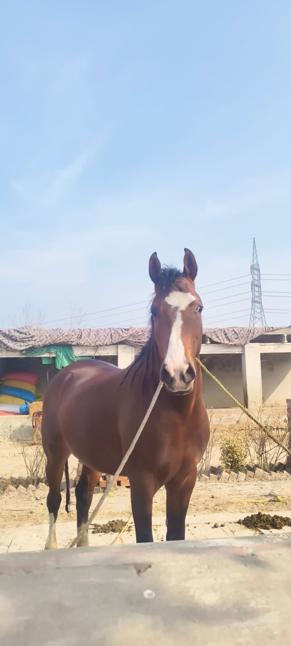 Gulfam - The Beautiful Face